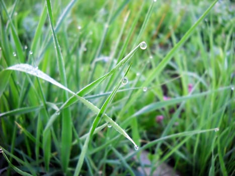 green grass with water drops natural background