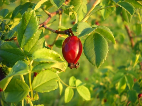 wild red rose hip growing on green plant