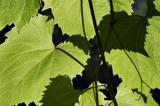 Abstract shot of the leaves of wine grape