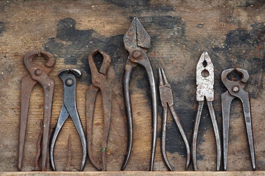 Various forceps in the wooden case. Dental forceps. Humorous.