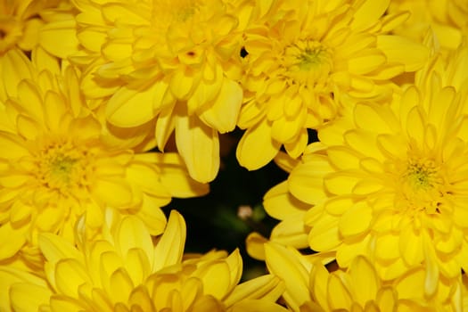 a beautiful background of large yellow flowers in full bloom