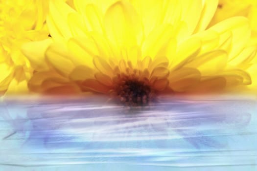 Close up of a yellow flower with a light water reflection suitable for copyspace.