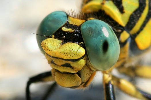 extreme closeup of dragonfly