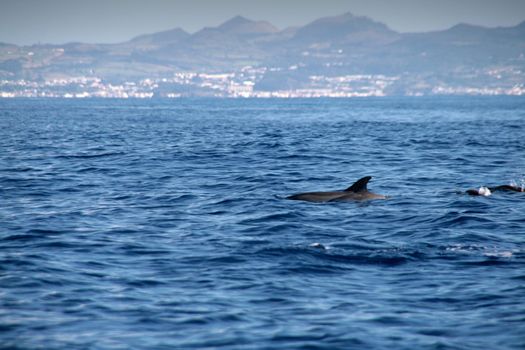 Dolphin in the blue ocean