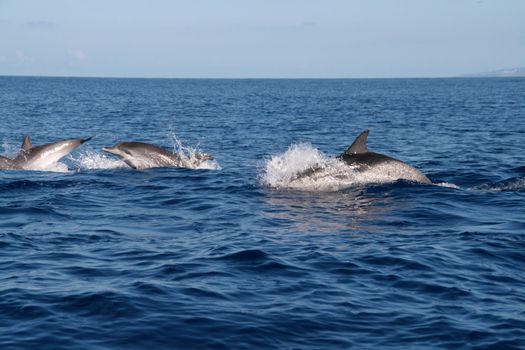 Dolphin in the blue ocean