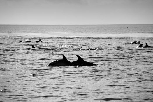Dolphin in the blue ocean