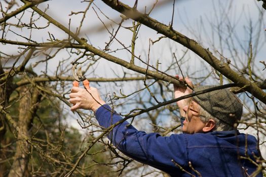 garden work, the summer resident cuts of branches of trees