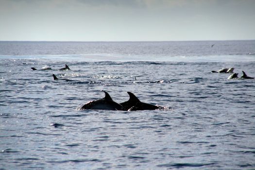 Dolphin in the blue ocean