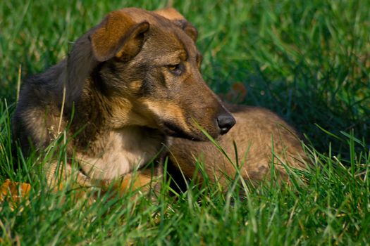 The dog on the green grass. Outdoor