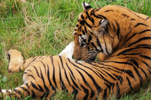 Tiger