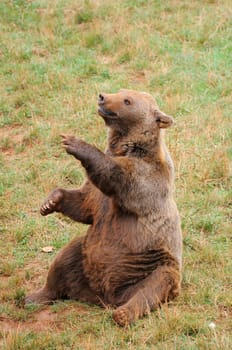 Sitting brown bear