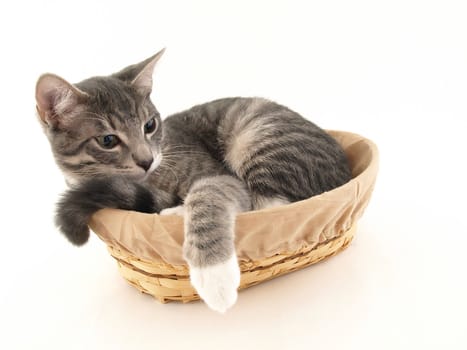 A young sleepy kitten curled up in a basket isolated on a white background