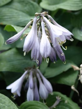 Beautiful blue Hosta blossoms in bloom set against a natural leaf background.