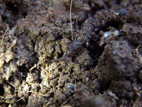 A slug travels across the ground, dirt clings to its body.