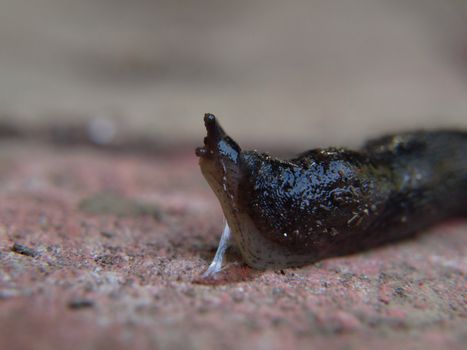 A slug travels across the ground, a slime trail forms underneath it.