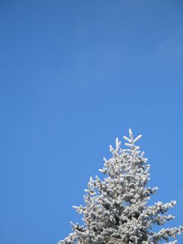 frosted tree