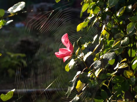 A pink rose bloom and bud surrounded by an orb-weaver spider web in a garden.