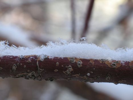 snow flakes on a branch