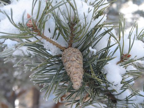 snow flakes on a branch