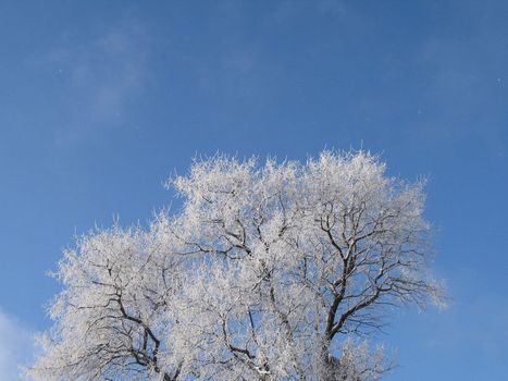 frosted tree