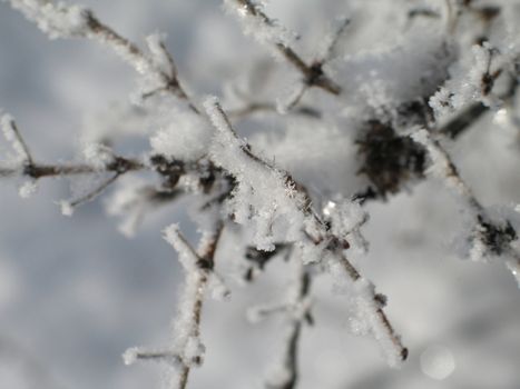 snow flakes on a branch