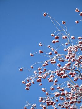 red berries covered with snow