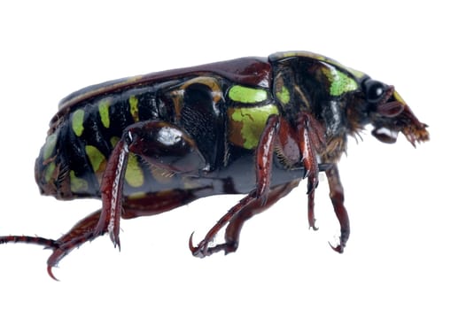 a Carrion Beetle with green and brown spots