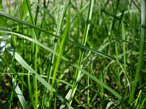 the macro photo of green grass