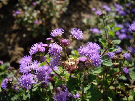 typical flowers for city forecourt