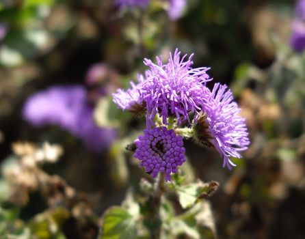 the flowers for city flowerbed