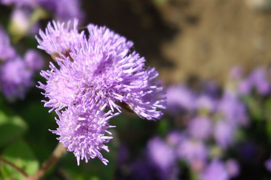 the flowers for city flowerbed