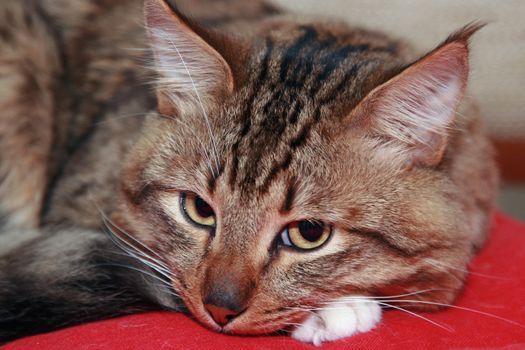 Portrait of a sad cat laying on a red pillow