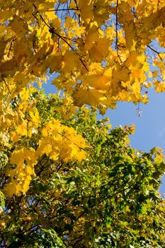 Bright yellow maple leaves on a background of  blue sky