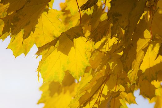 Bright yellow maple leaves in the autumn afternoon