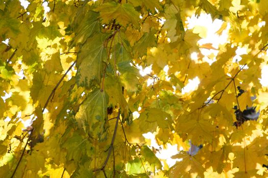 Bright yellow maple leaves in the autumn afternoon