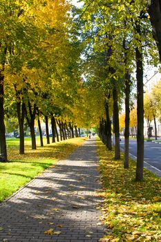 The avenue among trees is covered by leaves