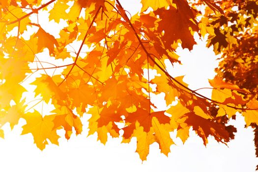 Bright yellow maple leaves in the autumn afternoon