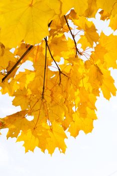 Bright yellow maple leaves in the autumn afternoon