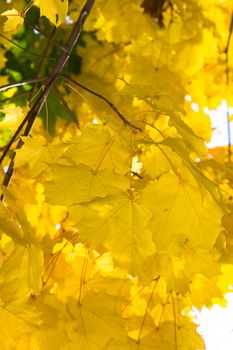 Bright yellow maple leaves in the autumn afternoon