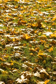 Fallen maple leaves lay on a lawn