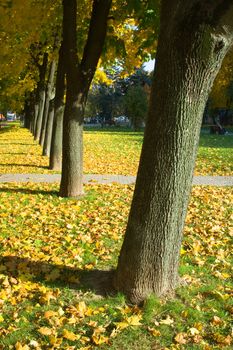 The avenue among trees is covered by leaves