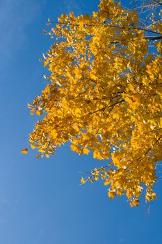 Bright yellow maple leaves on a background of  blue sky