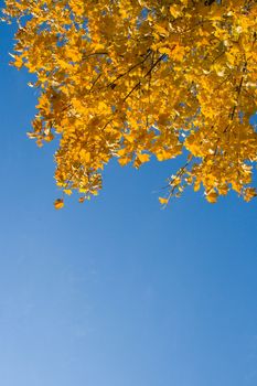 Bright yellow maple leaves on a background of  blue sky