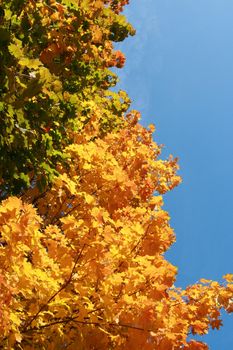 Color maple leaves on a background of the blue sky