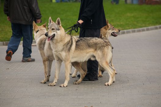 Three dog with their owner.