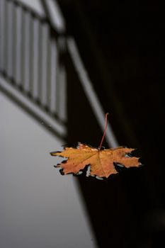 The maple leaf lays on a dark surface of water