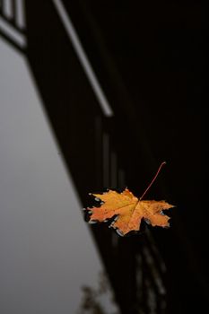The maple leaf lays on a dark surface of water