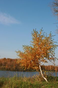 Lonely birch on coast of the river