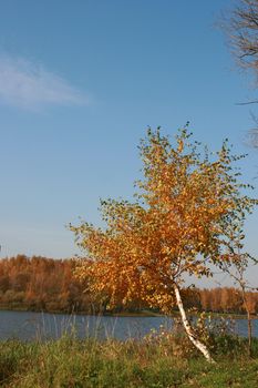 Lonely birch on coast of the river