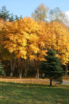 Day time autumn landscape in a wood